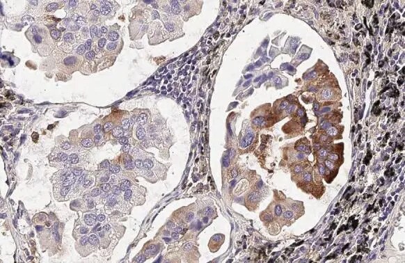 MxA/Mx1 Antibody (HL2051) - Azide and BSA Free