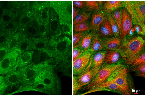 MxA/Mx1 Antibody (HL2051) - Azide and BSA Free