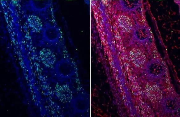 MyoD Antibody (HL1372) - Azide and BSA Free