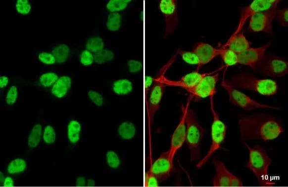 MyoD Antibody (HL1372) - Azide and BSA Free