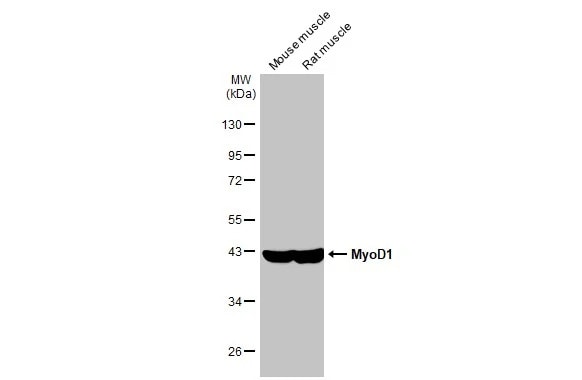 MyoD Antibody (HL1372) - Azide and BSA Free