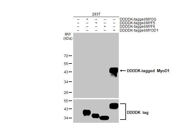 MyoD Antibody (HL1372) - Azide and BSA Free