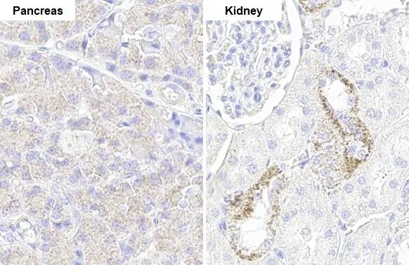 NDUFV1 Antibody (HL1600) - Azide and BSA Free