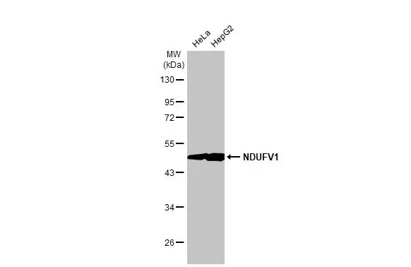 NDUFV1 Antibody (HL1600) - Azide and BSA Free