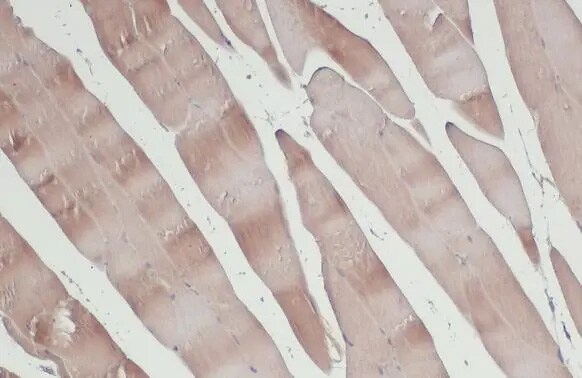 NEK7 Antibody (HL1348) - Azide and BSA Free