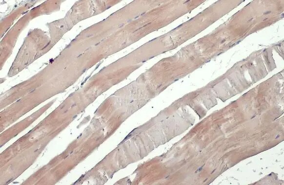 NEK7 Antibody (HL1348) - Azide and BSA Free