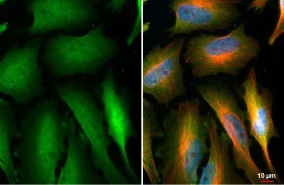 NEK7 Antibody (HL1348) - Azide and BSA Free
