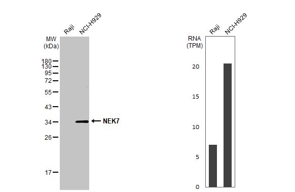 NEK7 Antibody (HL1348) - Azide and BSA Free