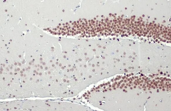 NFIX Antibody (HL1269) - Azide and BSA Free
