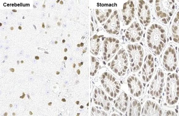 NFIX Antibody (HL1269) - Azide and BSA Free