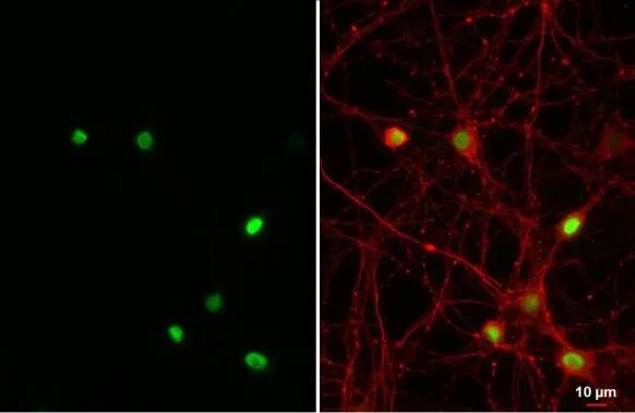 NFIX Antibody (HL1269) - Azide and BSA Free