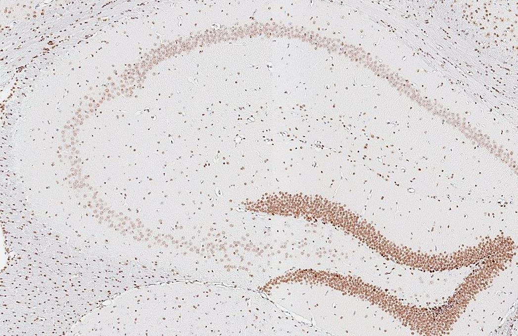 NFIX Antibody (HL1269) - Azide and BSA Free