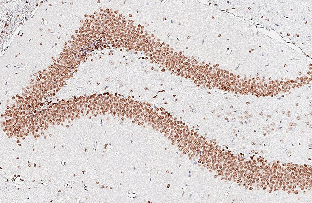 NFIX Antibody (HL1269) - Azide and BSA Free