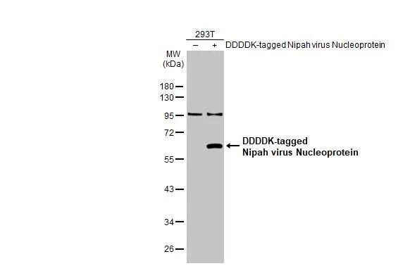 Nipah Virus Nucleoprotein Antibody (HL1436) - Azide and BSA Free