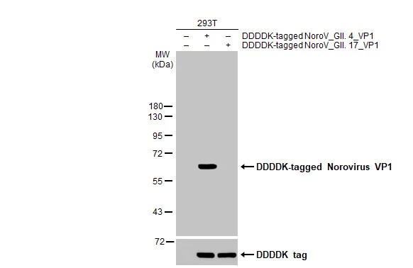 Norovirus VP1 Antibody (HL2410) - Azide and BSA Free