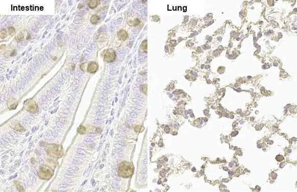 NUP62 Antibody (HL1226) - Azide and BSA Free