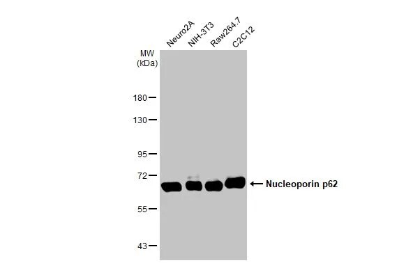 NUP62 Antibody (HL1226) - Azide and BSA Free