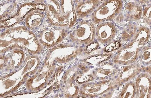OASL Antibody (HL2399) - Azide and BSA Free