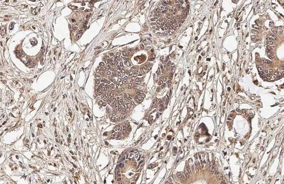 OASL Antibody (HL2399) - Azide and BSA Free