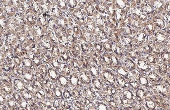OAT Antibody (HL2087) - Azide and BSA Free