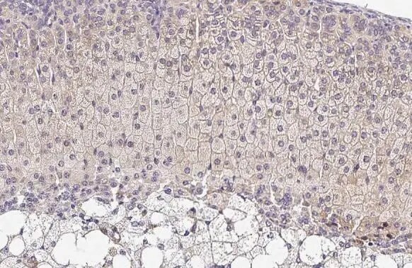OAT Antibody (HL2087) - Azide and BSA Free