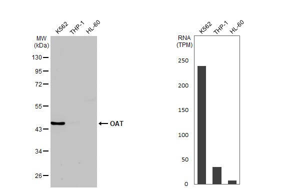 OAT Antibody (HL2087) - Azide and BSA Free