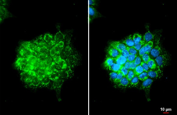 OAT Antibody (HL2088) - Azide and BSA Free