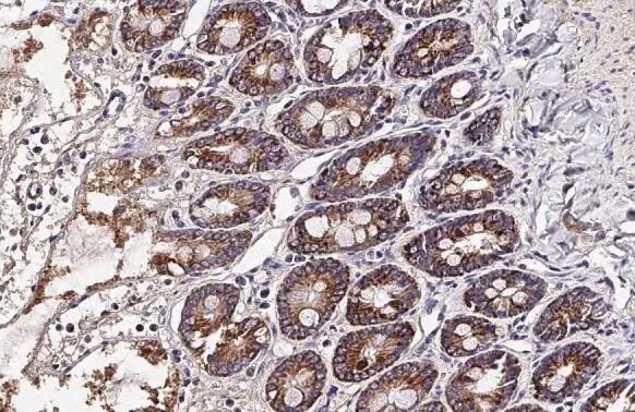 OAT Antibody (HL2088) - Azide and BSA Free