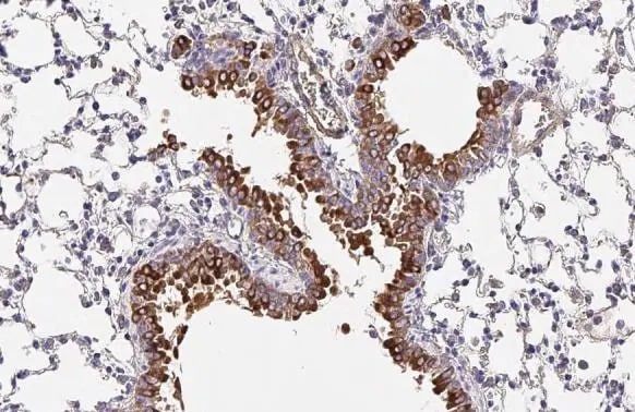 OAT Antibody (HL2088) - Azide and BSA Free