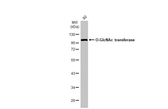 O-GlcNAc Transferase p110 subunit Antibody (HL1641) - Azide and BSA Free