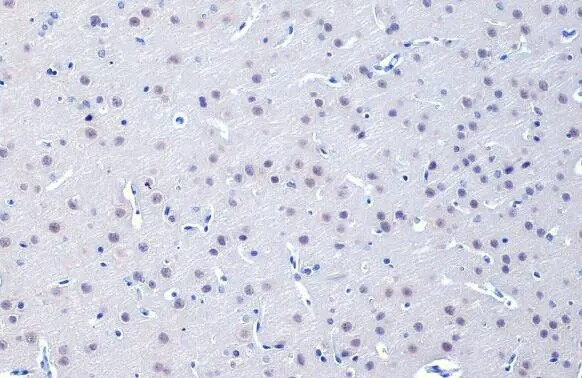 O-GlcNAc Transferase p110 subunit Antibody (HL1641) - Azide and BSA Free