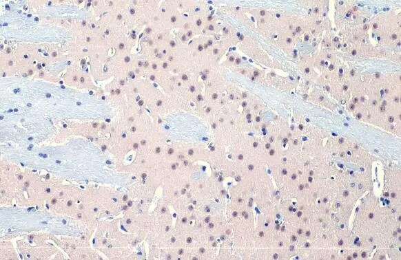 O-GlcNAc Transferase p110 subunit Antibody (HL1641) - Azide and BSA Free