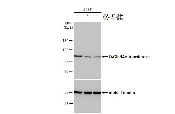 O-GlcNAc Transferase p110 subunit Antibody (HL1641) - Azide and BSA Free