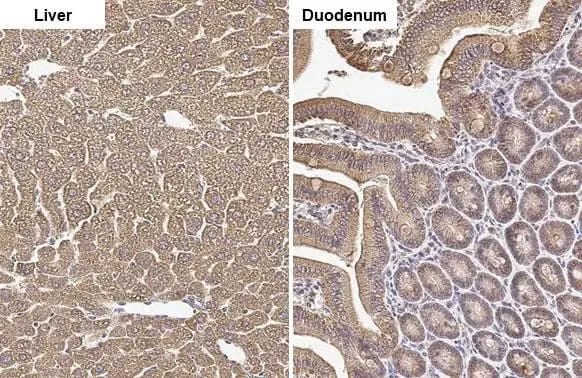 Ornithine Carbamoyltransferase Antibody (HL2122) - Azide and BSA Free
