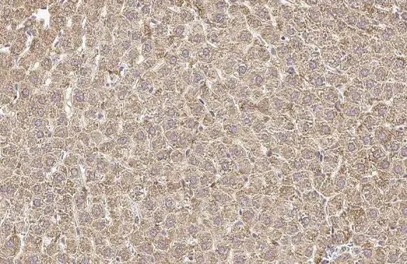 Ornithine Carbamoyltransferase Antibody (HL2122) - Azide and BSA Free