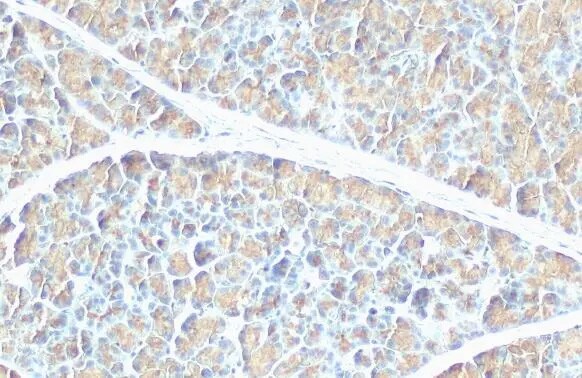 Pancreatic Lipase Antibody (HL1310) - Azide and BSA Free