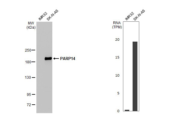 PARP14 Antibody (HL1178) - Azide and BSA Free