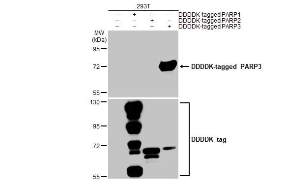 PARP3 Antibody (HL1509) - Azide and BSA Free