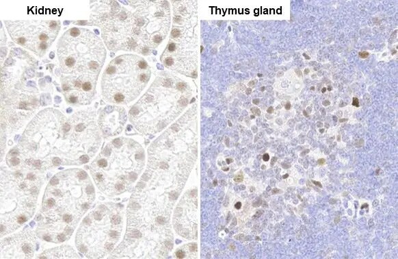 PARP3 Antibody (HL1509) - Azide and BSA Free