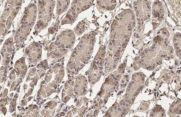 Pepsinogen I Antibody (HL2137) - Azide and BSA Free