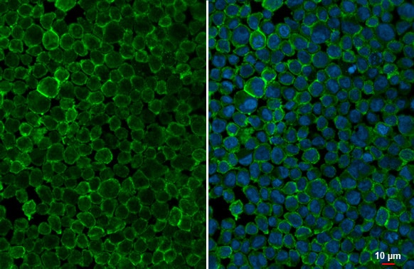 Pepsinogen I Antibody (HL2137) - Azide and BSA Free