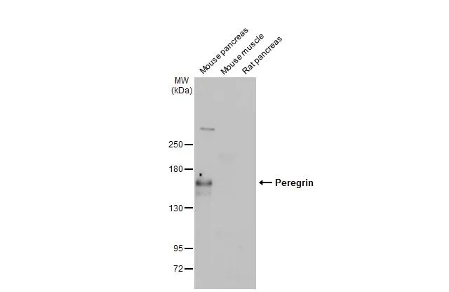 BRPF1 Antibody (HL2064) - Azide and BSA Free