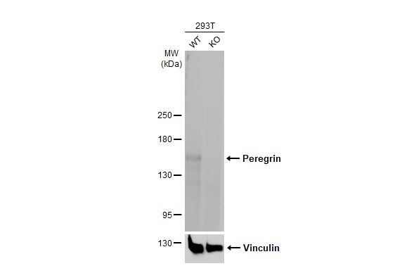 BRPF1 Antibody (HL2064) - Azide and BSA Free