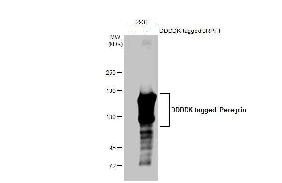 BRPF1 Antibody (HL2064) - Azide and BSA Free