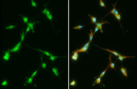 PFKFB4 Antibody (HL2204) - Azide and BSA Free