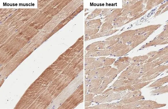 Muscle Phosphofructokinase/PFKM/PFK-1 Antibody (HL2010) - Azide and BSA Free
