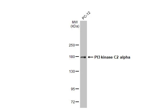 PIK3C2A Antibody (HL1612) - Azide and BSA Free