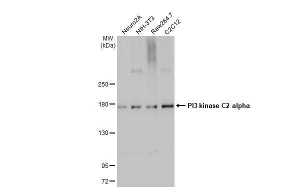 PIK3C2A Antibody (HL1612) - Azide and BSA Free
