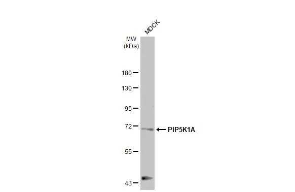 PIP5K1 alpha Antibody (HL2011) - Azide and BSA Free