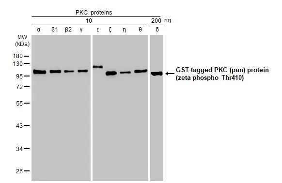 pan PKC [p Thr410] Antibody (HL1278) - Azide and BSA Free